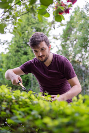 A man gardener cutting an hedge in spring yard.の写真素材