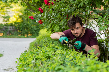 A man gardener trimming an hedge in spring yard.の写真素材