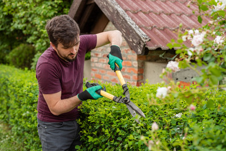 A man gardener trimming an hedge in spring yard.の写真素材