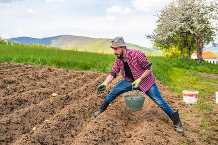 Male farmer working on an agricultural fields he is planting sprouts potatoes in soil in garden.の写真素材