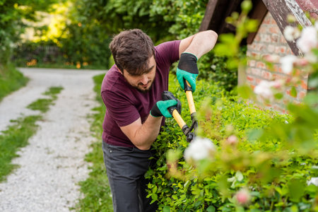 A man gardener trimming an hedge in spring yard.の写真素材