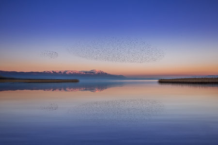 The landscape of the mountain lake with flying flock of birds. Nature background. North Macedonia.