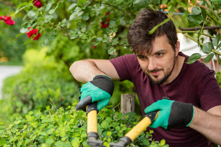 A man gardener trimming an hedge in spring yard.の写真素材