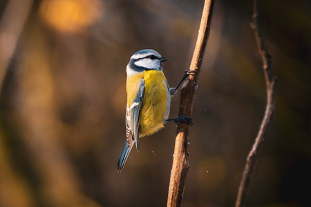 Garden bird Great tit, songbird sitting on the branch forest with beautiful nature background....