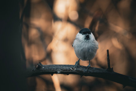 Marsh Tit, Poecile palustris in the tit family Paridae. A bird sits on a tree branch with beautiful...