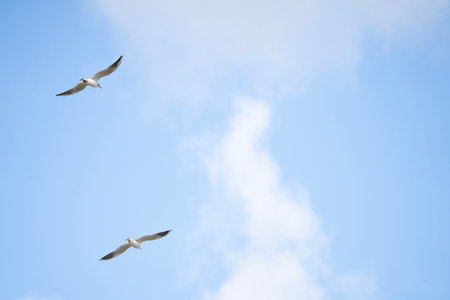 Two seagulls soaring in the blue sky.