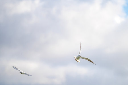 Two seagulls flying in the cloudy sky. Nature background.