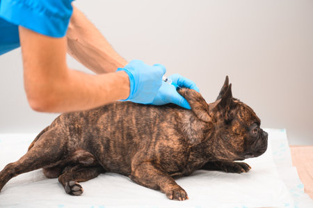 A veterinarian vaccinates a French Bulldog dog in the withersの写真素材
