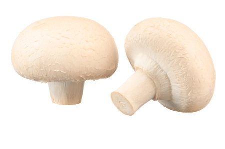 White champignons very close up on a white isolated background.の写真素材