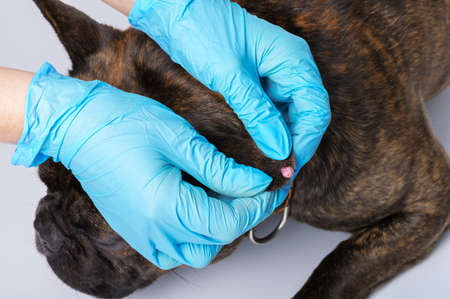 Papilloma on the dog's ear. Examination of neoplasms in animals in a veterinary clinic.の写真素材
