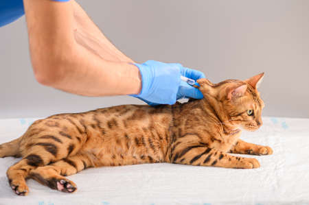 A veterinarian uses a syringe to vaccinate or inject a Bengal cat in the withers.の写真素材