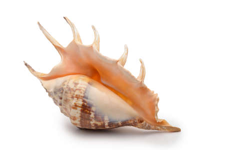 A large mollusk shell of sand color with needles, side view on an isolated background.の写真素材