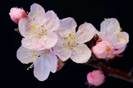 A branch of a flowering tree with drops of dew or rain. Pink apricot or cherry on a black isolated background, macro.の写真素材