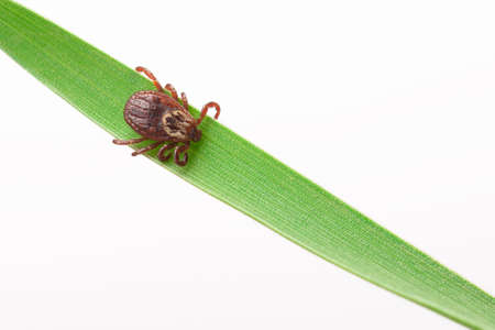 Mite on the grass close-up. A concept for ensuring safety in nature during the mite season. white isolated background.の写真素材