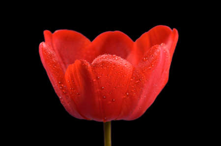 Tulip flower with dew drops close-up on a black background with a small depth of field.の写真素材