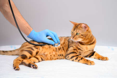 Bengal cat at the reception at the vet. The doctor uses a stethoscope to listen to the cat's breathing.の写真素材