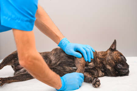 French bulldog tiger suit, at the reception at the veterinarian lies on a disposable diaper on his...