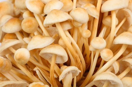 mycelium of beautiful fresh honey mushrooms close-upの写真素材
