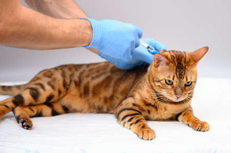 the veterinarian gives an injection or vaccination in the withers of a bengal cat.の写真素材