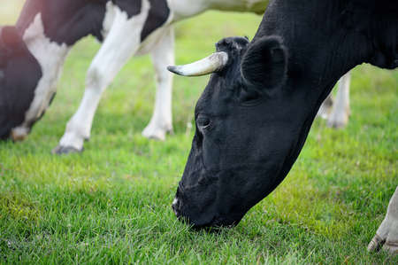 Cow grazing in a pasture with green fresh grass close-up. The concept of environmentally friendly farming with natural nutrition.の写真素材