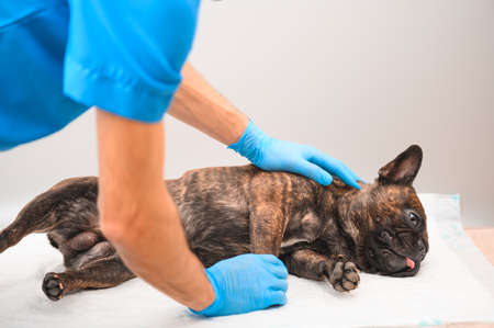 french bulldog tiger suit at the reception at the veterinarian lies on a disposable diaper with his tongue hanging out.の写真素材