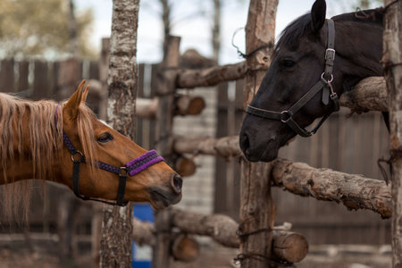two horses in a stall look at each otherの写真素材