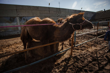 camels in the sunshine on a farmの写真素材
