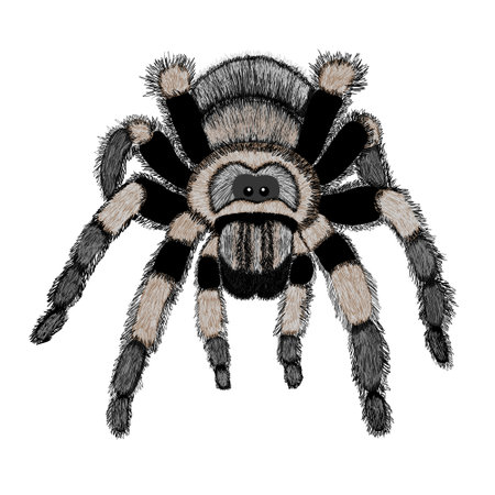 The Bird spider on a white background. The front view colored illustration.のイラスト素材