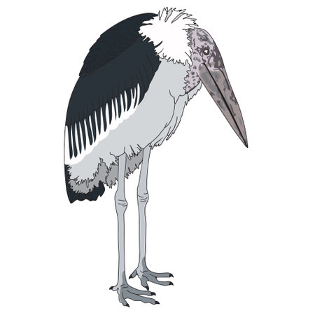 The marabou bird is standing on its thin legs. The side view illustration on a white background.のイラスト素材