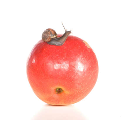 The snail creeps on an appleの写真素材