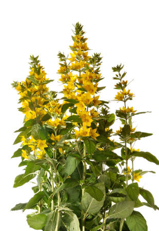 Lysimachia punctata blossoms yellow colors の写真素材