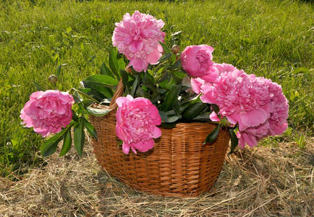 The basket with peonies costs on a grassの写真素材