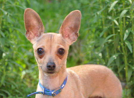 The dog a toy terrier costsの写真素材