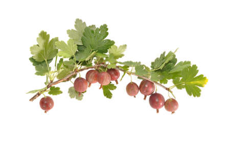 Red berries hang on a branch of a gooseberryの写真素材