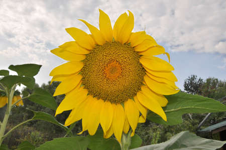 The sunflower one costs on a background of the skyの写真素材