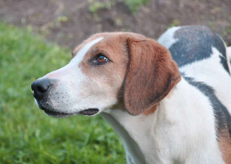 The dog of breed the hound costs on a grass