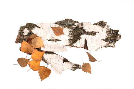 The birch bark and dry leaves lie on a tableの写真素材