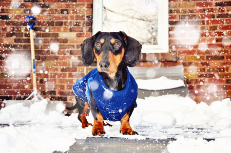 Dachshund, black and tan miniature purebred dog wearing winter jacket in snow, selective focus, toned imageの写真素材