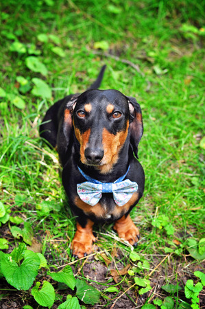 Black and tan miniature  dachshund, purebred dog in bow tie, outdoors, selective focus, toned imageの写真素材