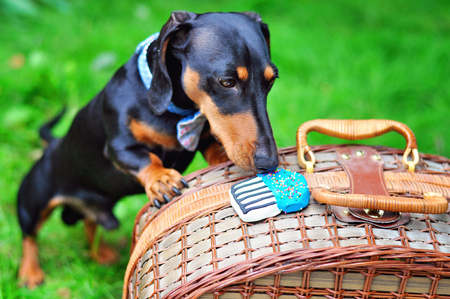 Mini-dachshund having a treatの写真素材
