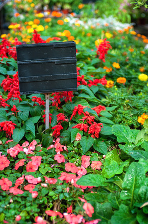 Variety of plants and flowers at flower market, black board sign, selective focus, toned imageの写真素材