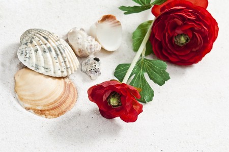 Sea shells and rose on white sand wtih soft shadowsの写真素材