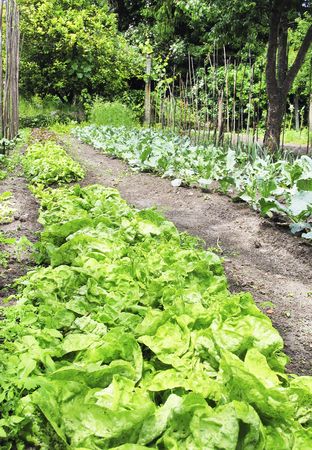 An organic vegetable garden in a rural settingの写真素材