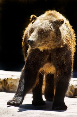 grizzly bear at the zooの写真素材