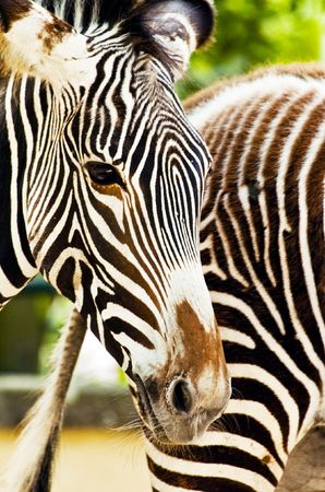 A couple of zebra at the zooの写真素材