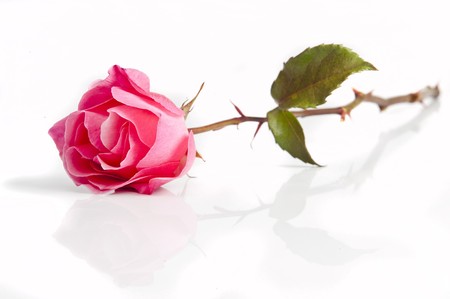 A beautiful rose on white background with soft reflectionの写真素材