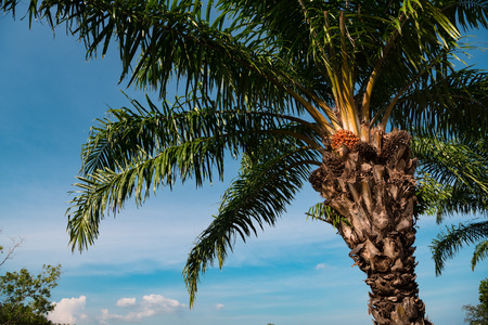 palm tree with fruits on blue sky background green leaves and brown trunkの写真素材