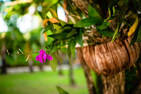 Close-up shot of small opening exotic flower on branch of tropical tree, Thailand.の写真素材
