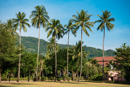 View of tall green palms growing on territory of exotic resort, Thailand.の写真素材