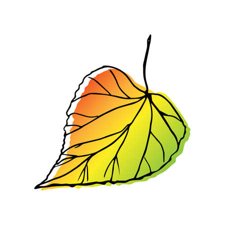Autumn leaf of a linden tree with a black outline. The color of the leaf of all shades of autumn - red, yellow, green, gold. Vector illustrationのイラスト素材